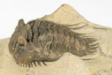 Spiny Leonaspis Trilobite - Foum Zguid, Morocco #204438-2